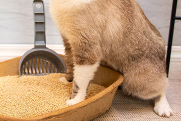 Cat using an open litter tray with litter scoop beside it (litter tray smells even when clean UK)