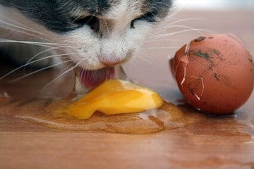 Cat licking raw egg on a table next to an eggshell (can cats eat eggs UK guide)