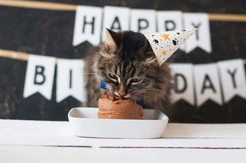 Cat eating cake at a birthday party (can cats eat chocolate cake UK guide)