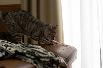 Cat scratching a sofa in a living room (how to stop cat scratching the sofa UK)