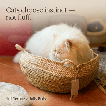 White cat sleeping in a natural rope basket bed (cats choose instinct, not fluffy beds UK)