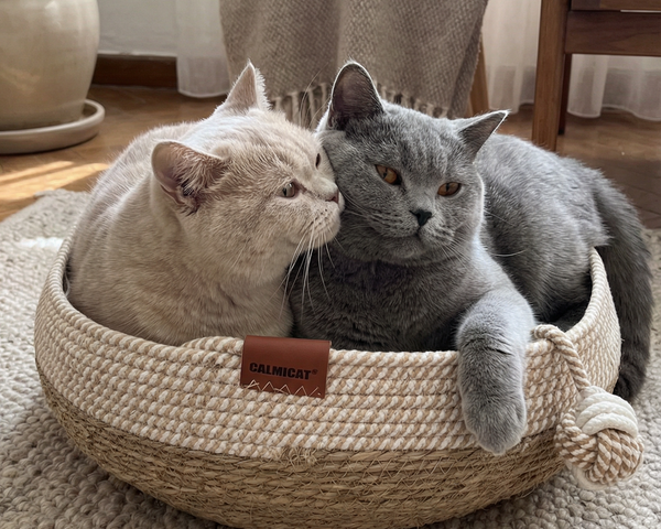 Finally, something that looks nice… and the cats approve.