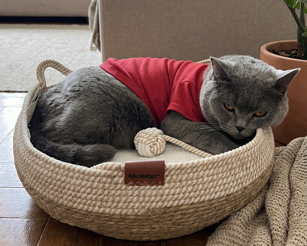 I was worried about size… fits even my chunky boy.