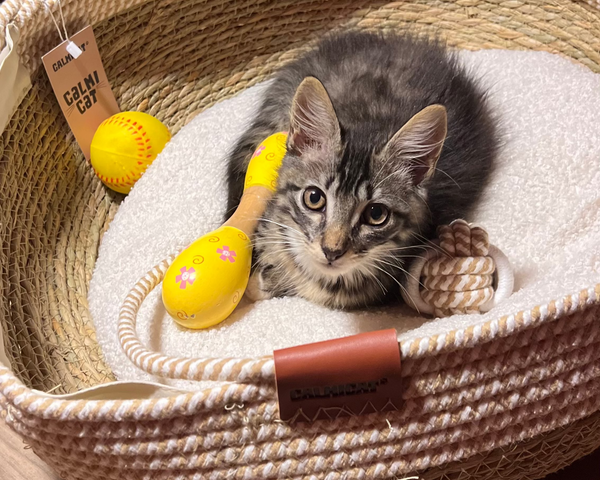 Much easier to keep clean than fluffy beds.