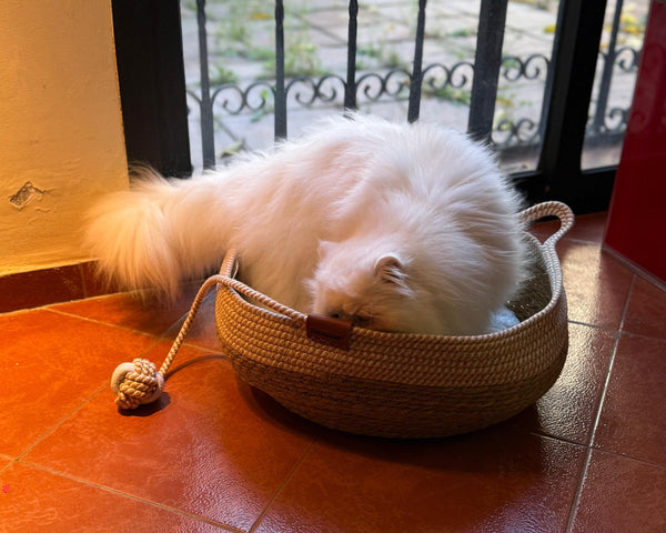 Thought rope would be uncomfortable… It’s their favourite texture.