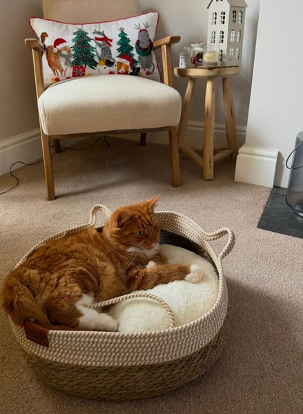 Finally found a bed my cat actually uses